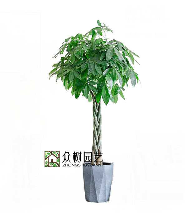 蘇州綠植租賃辮子發財樹