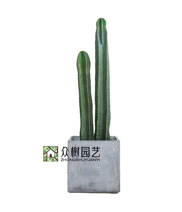 蘇州綠植租賃量天尺