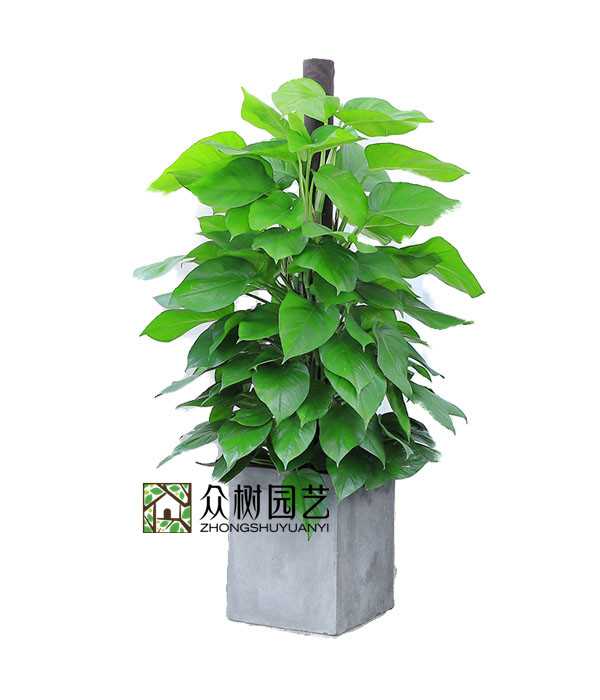 蘇州綠植租賃綠蘿柱