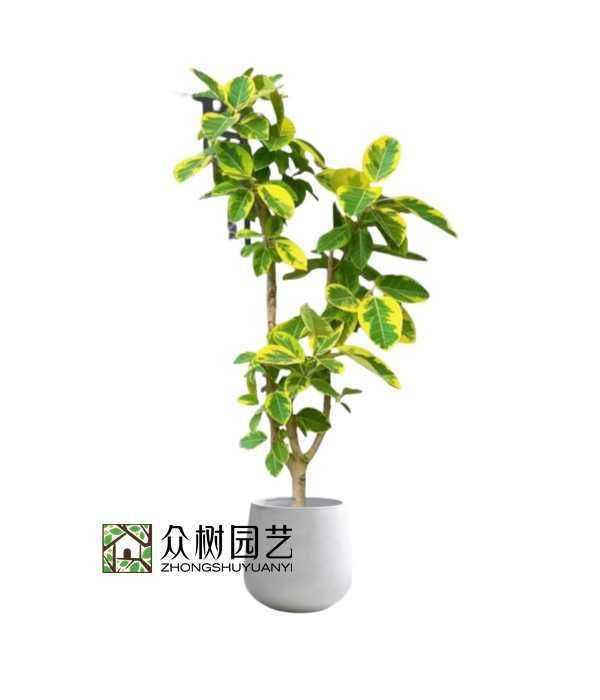 蘇州綠植租賃黃金榕